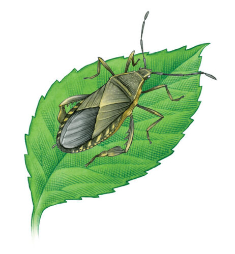 Organic Squash Bug Control
